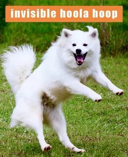 INVISIBLE IMAGINARIES ! Funny animal pictures, Funny animals