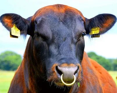 Sale nose ring in cattle is stock