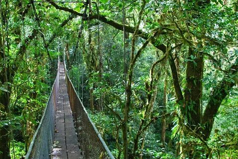 Коста-Рика - жемчужина экотуризма По дороге с облаками Яндек