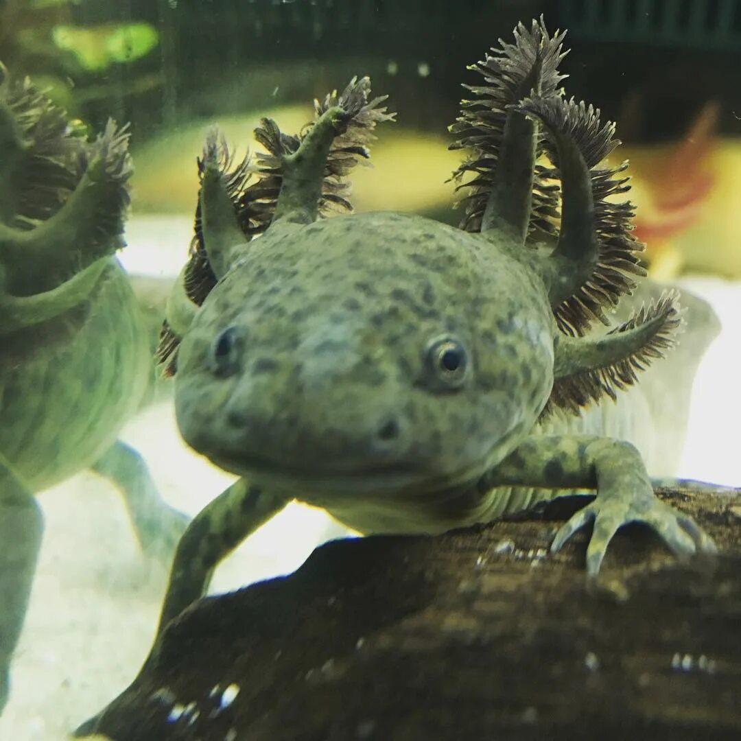 Axolotl black dota фото 68