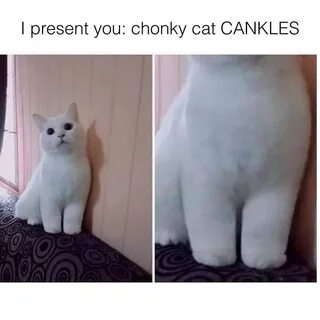 I present you chonky cat Cankles meme - AhSeeit