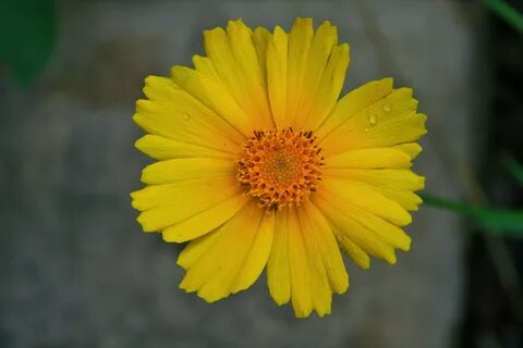 Download free photo of Flower,daisy,yellow,drops,yellow dais