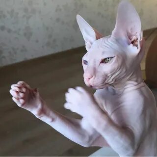 Kung Fu cat Thanks to: Tag your friend Hairless cat, Cats, C
