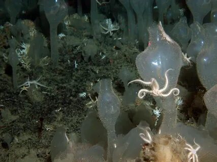 Meet the sea squirt, sucking up plastic particles from the sea - The Globe and M