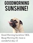 🐣 25+ Best Memes About Good Morning Sunshine Good Morning Su