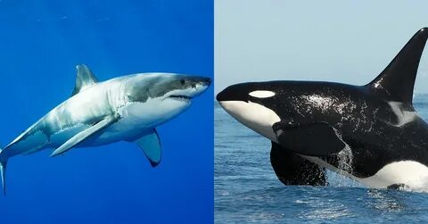 Great white sharks are really afraid of killer whales. Here'