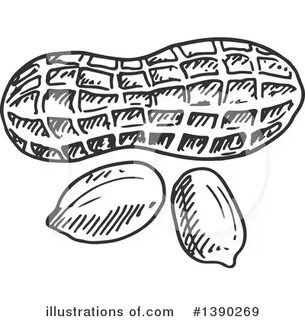 Peanut clipart black and white - Pencil and in color peanut 