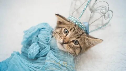 Stray Kitten Gets Princess Treatment in Magical Newborn Phot