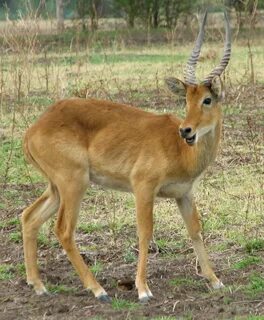 File:Puku - Male-1, in South Luangwa National Park - Zambia.