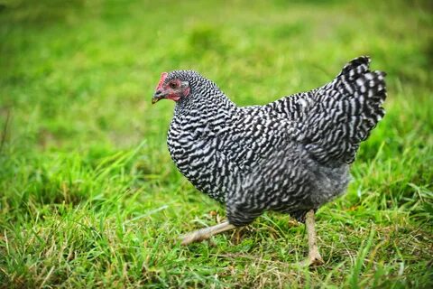 The best chicken breeds for first-time owners - Country Life