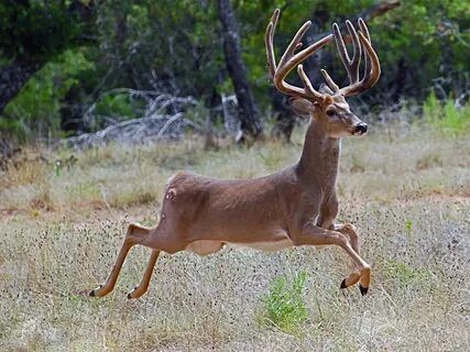 One of our Whitetail Bucks: JUMP! (c) bw-ranch.com Animal hu