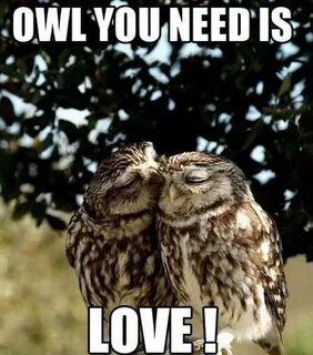 #owl you need is #love ... #Spirithoods Owl, Cute animals, C
