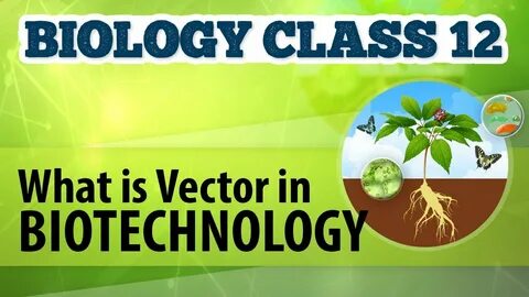 What Is Vector in Biotechnology - Biotechnology Process and 