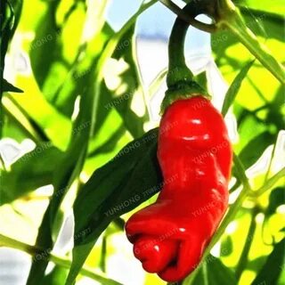 Penis Chili Red Hot Peter Pepper Bonsai 100 Pcs Vegetables F