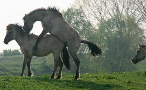 В помощь начинающему коневоду - как рожают лошади и возможны