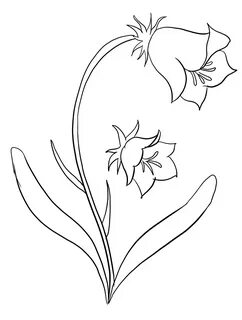 Top 20 Printable Bellflower Coloring Pages - Online Coloring