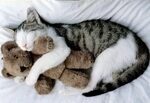 Kitten hugging a Teddy Bear Cat cuddle, Cat hug, Cat sleepin