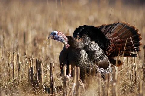 Turkey Hunting for DummiesVictory Outdoors