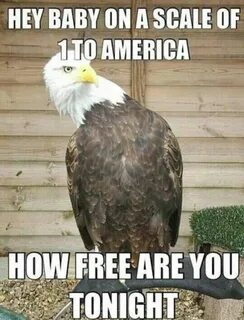 Funniest Bald Eagle Meme Compilation..America! (With images)