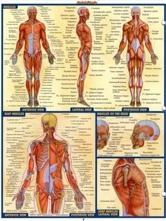 A&P 2 Love these cheat sheets!! Anatomy and physiology, Musc