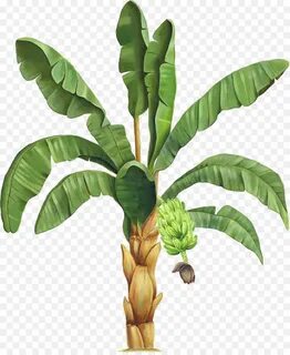 Banana Leaf Clipart png download - 4072*4939 - Free Transpar