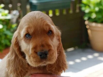 Cocker Spaniel Puppy Rescue