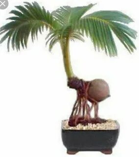 Pin by ร ก ค ร ง ส ด ท า ย on บ อ ล ไ ซ Bonsai, Bonsai palm 