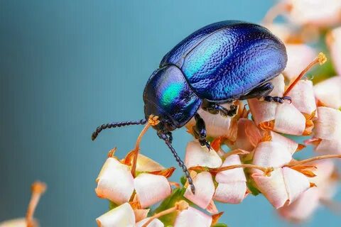 100+ Beetle HD Wallpapers and Backgrounds