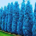 New Rare Blue Cypress Trees Platycladus Orientalis Oriental 