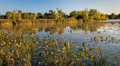 Great Egret Marsh Preserve The Nature Conservancy