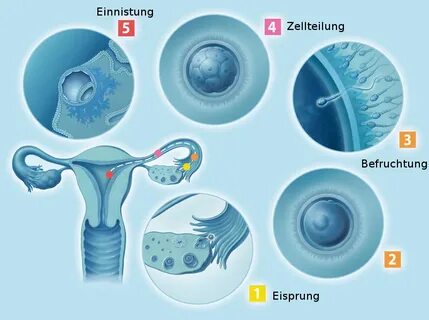 Zweite Schwangerschaftswoche (2. SSW) - Schwangerschaft.net