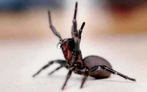 World's Oldest Spider Dies Aged 43 After Wasp Attack