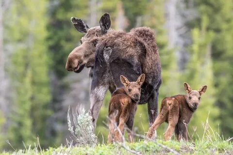 A Trio of Moose - Imgur