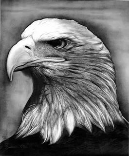 Eagle by Jerry Winick Realistic animal drawings, Pencil draw