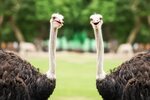 Are Ostrich Bones Safe for Dogs? - American Ostrich Farms