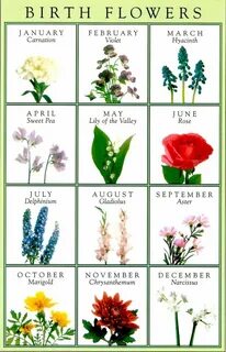 January - Carnation Birth flowers, Birth month flowers, Flow