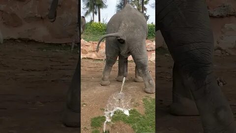 Download एशियाई हाथी Elephant pees and