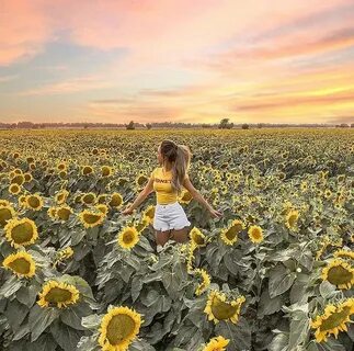 Twitter Sunflower field pictures, Sunflower pictures, Pictur