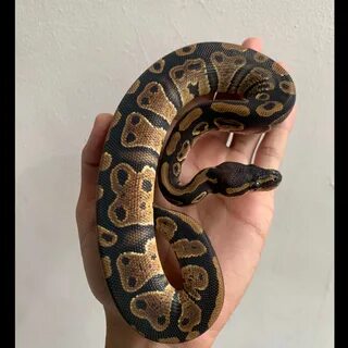 Ball python normal het pied male.