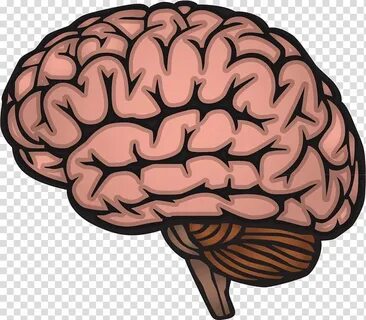 Human brain Drawing Nervous system, Brain elements transpare