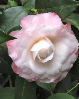Camellia japonica 'Pearl Maxwell' (U.S., 1948) Beautiful flo