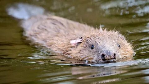 Beavers to be released into the wild under 'cautious' Govern