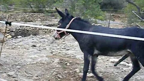 Donkey Mating - Burros Apareándose - YouTube
