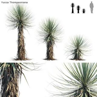 Yucca Thompsoniana on Behance