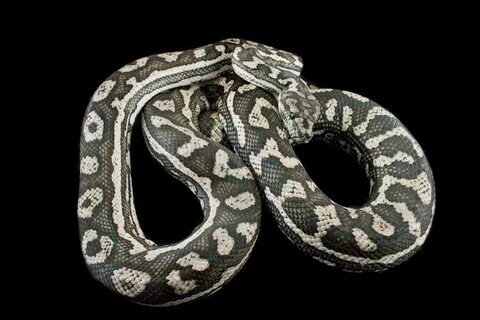 A Beginner's guide to Carpet Pythons: A Carpet Python Overvi