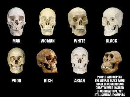 Skull Comparisons but it uses actual examples for comparison