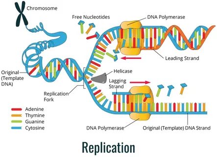 Explain the process of dna replication class 12