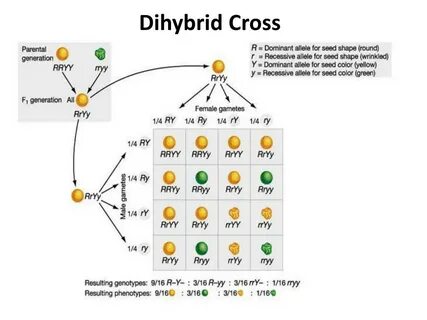 PPT - Monohybrid Cross PowerPoint Presentation, free downloa