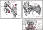 Anatomy of Peritubal Muscles. (A) Tensor tympani and (B) lev