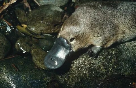 First population-scale sequencing project explores platypus 